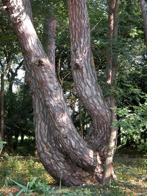 pinus nigra 16