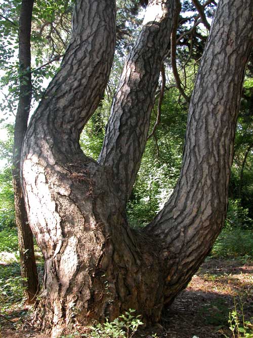 pinus nigra 17