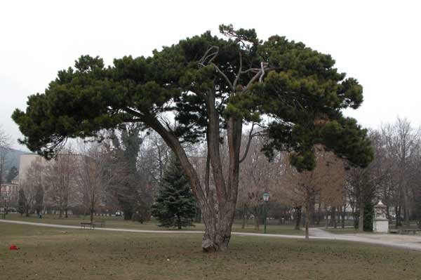 pinus nigra 18