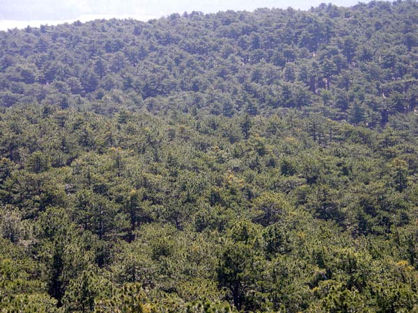 pinus nigra 19