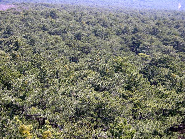 pinus nigra 20