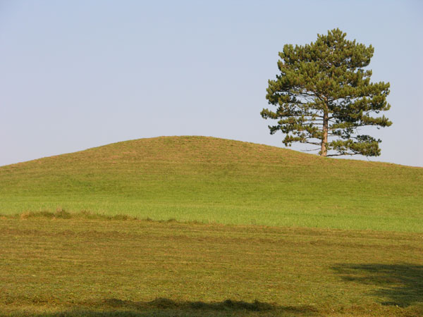 pinus nigra 21