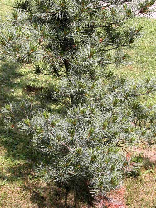 pinus parviflora 01