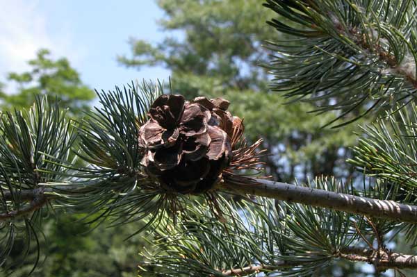 pinus parviflora 02
