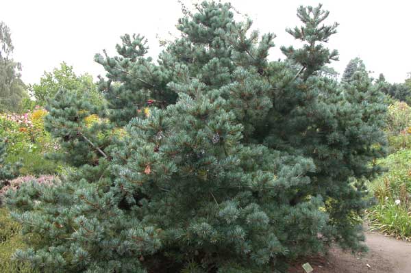 pinus parviflora 03