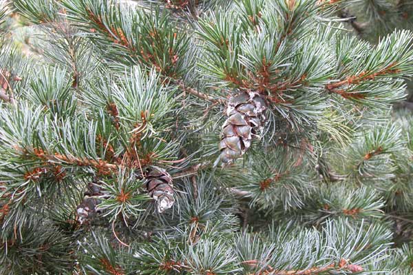 pinus parviflora 04