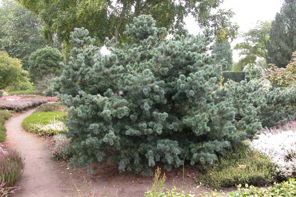 pinus parviflora 05