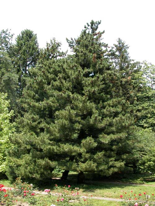 pinus peuce 01
