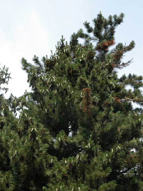 pinus peuce 02