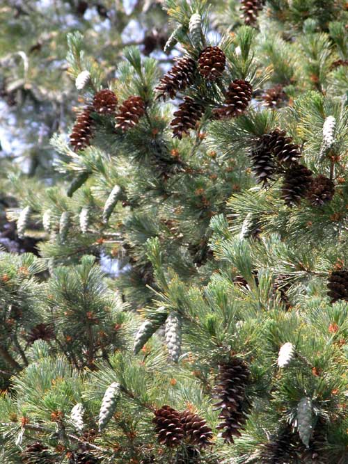 pinus peuce 03