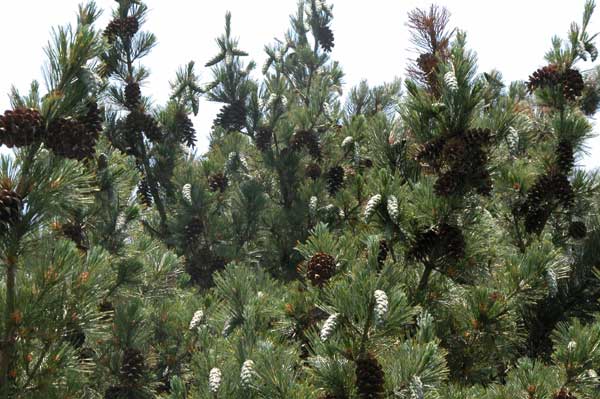 pinus peuce 04