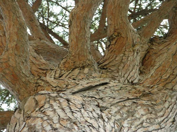 pinus pinea 01