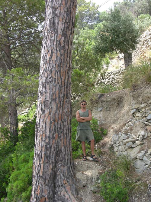 pinus pinea 02