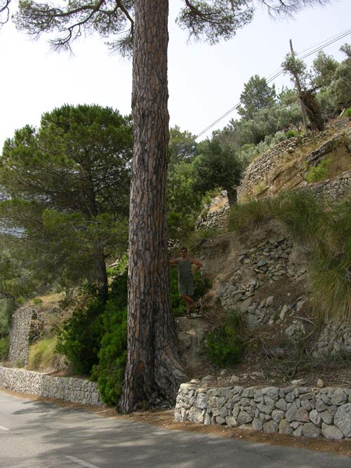 pinus pinea 03