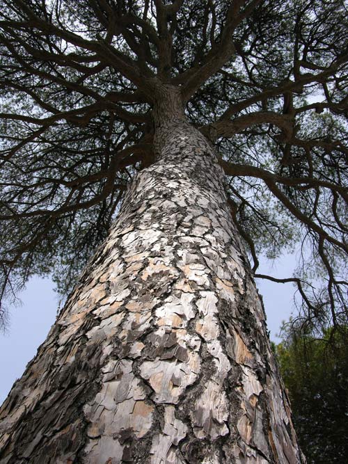 pinus pinea 04