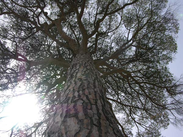 pinus pinea 05