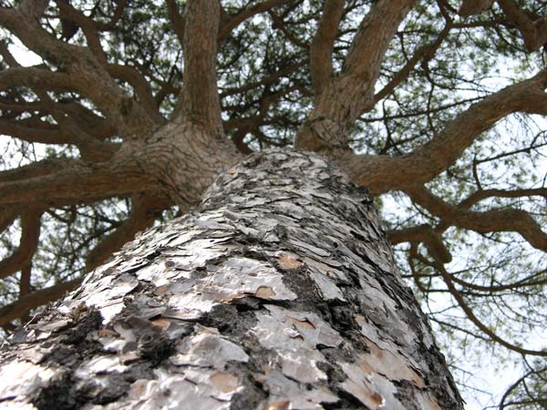 pinus pinea 06