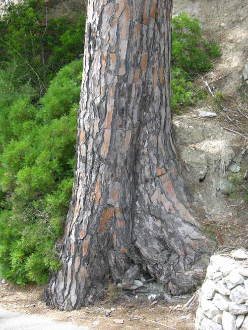 pinus pinea 07