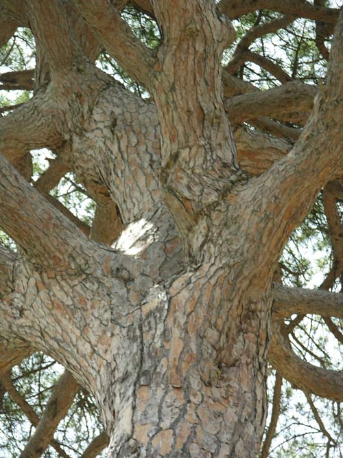 pinus pinea 08
