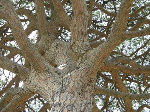 pinus pinea 09