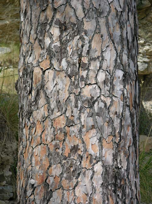 pinus pinea 10