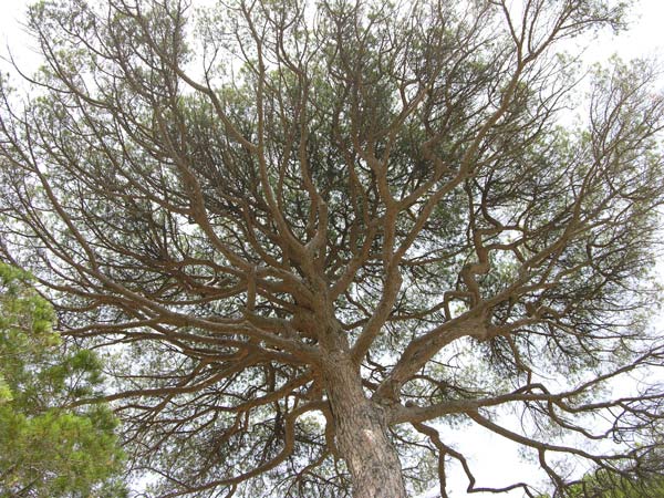 pinus pinea 11