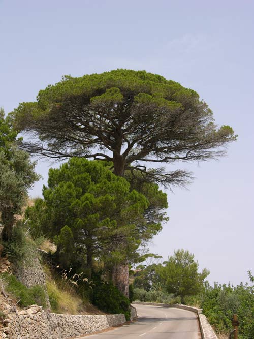 pinus pinea 12