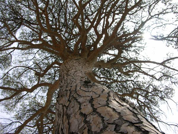 pinus pinea 13