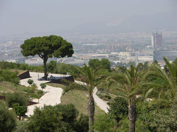 pinus pinea 14