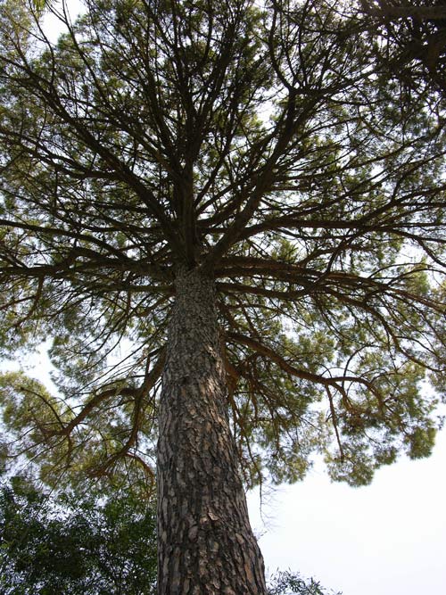 pinus pinea 15