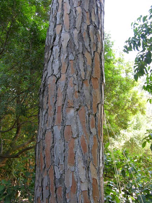 pinus pinea 16