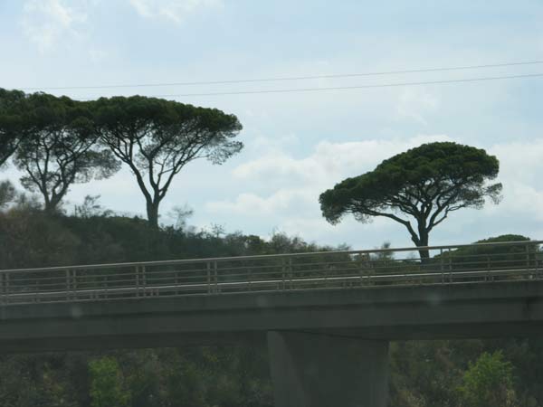 pinus pinea 17