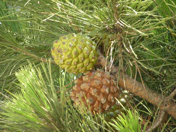 pinus pinea 18