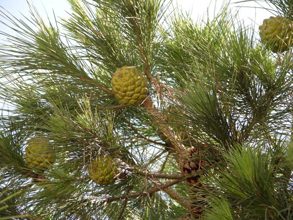 pinus pinea 19