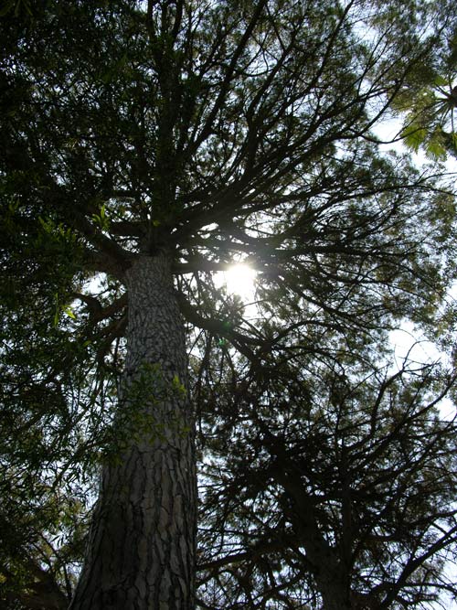 pinus pinea 20