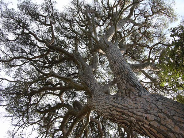 pinus pinea 21
