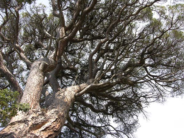 pinus pinea 22