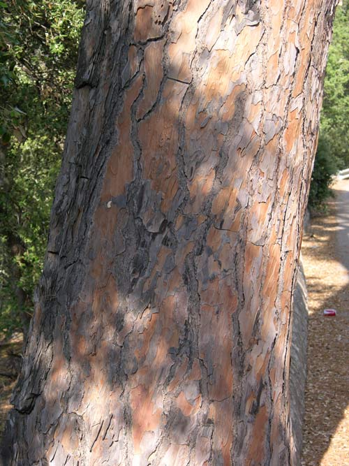 pinus pinea 23