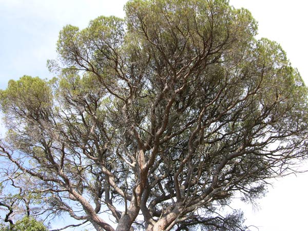 pinus pinea 24