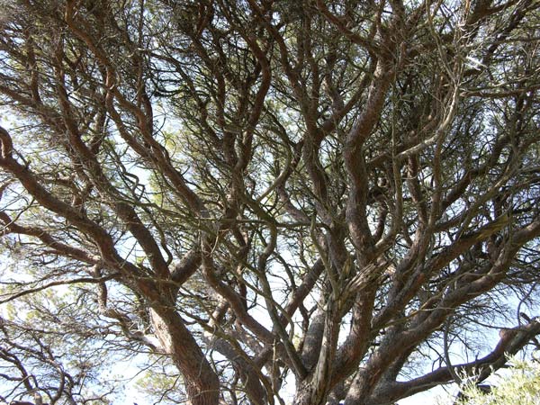 pinus pinea 25