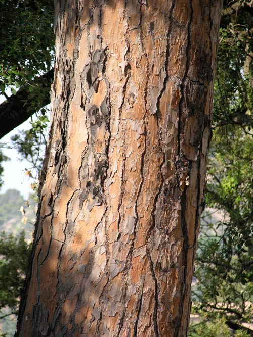 pinus pinea 26