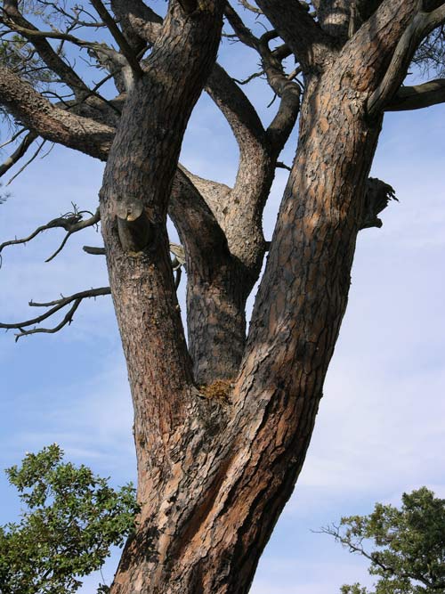 pinus pinea 27