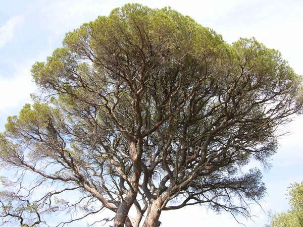 pinus pinea 28