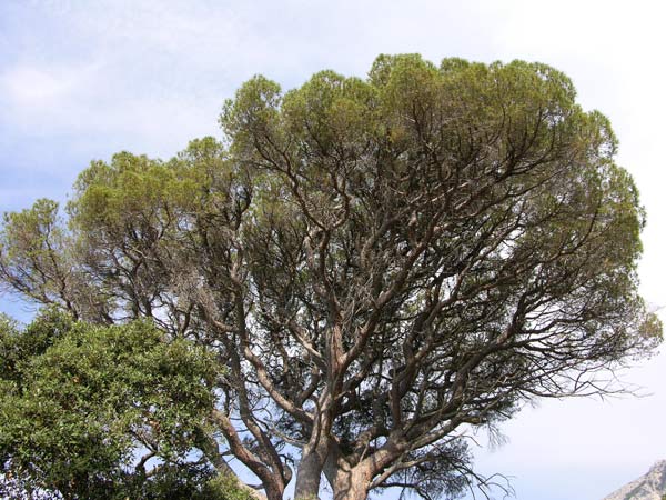 pinus pinea 29