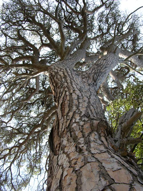 pinus pinea 31