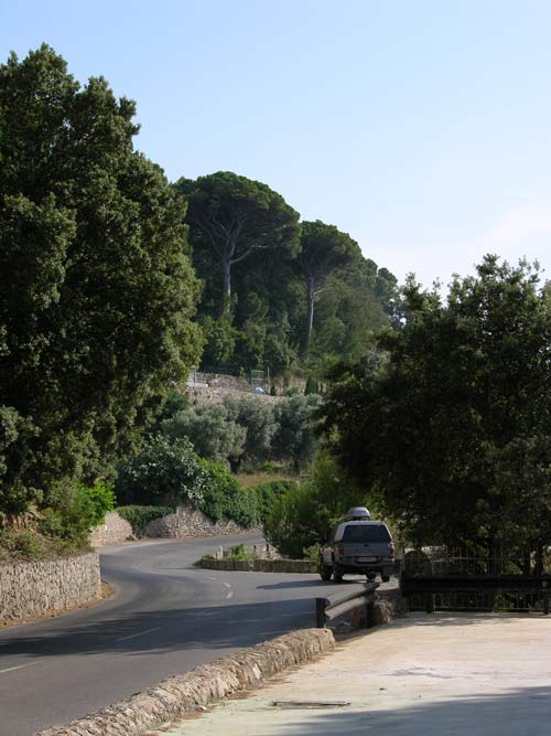 pinus pinea 32