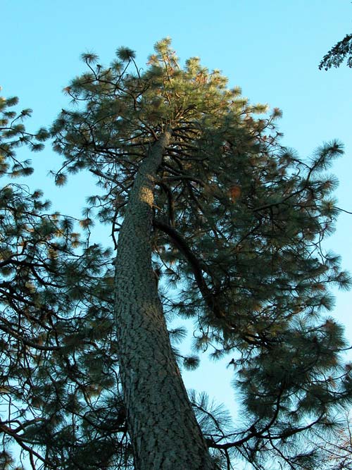 pinus ponderosa 01