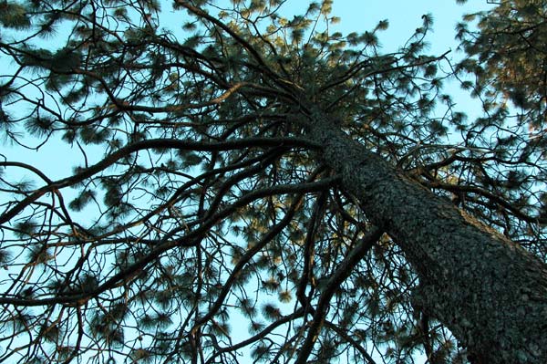 pinus ponderosa 02