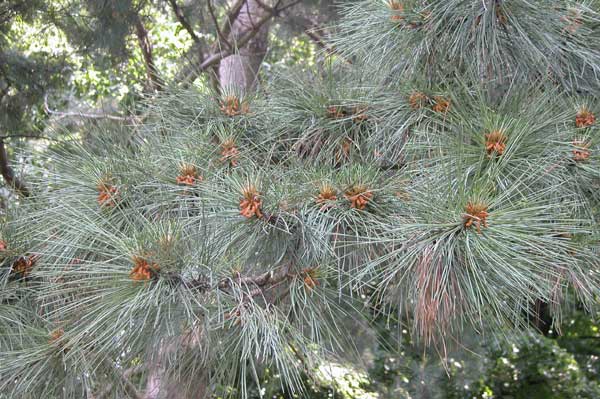 pinus ponderosa 03