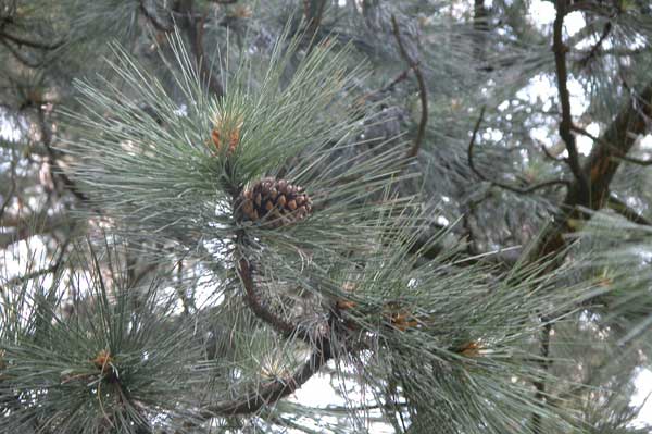 pinus ponderosa 05